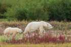 Polar bear sow with cub exploring an inlet stream to the Hudson Bay, Northern Manitoba, Canada. Art Print